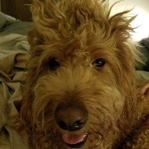 Meet your Posher, Laurelee